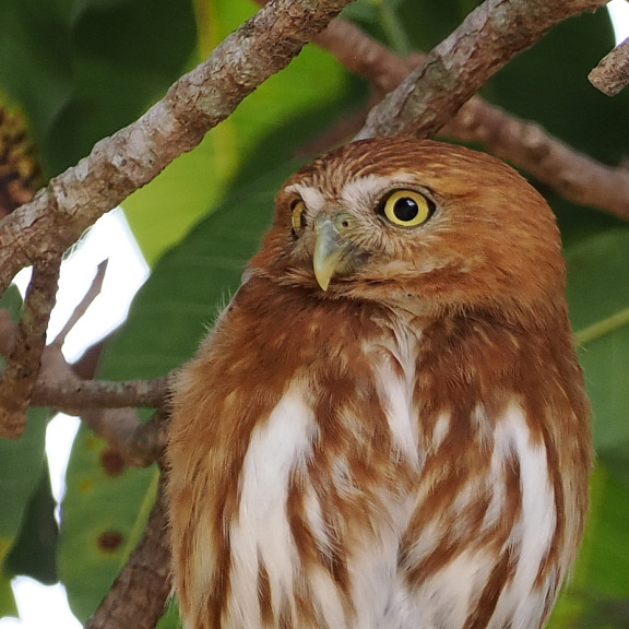 Ferruginous Pygmy Owl Michel Kuijpers